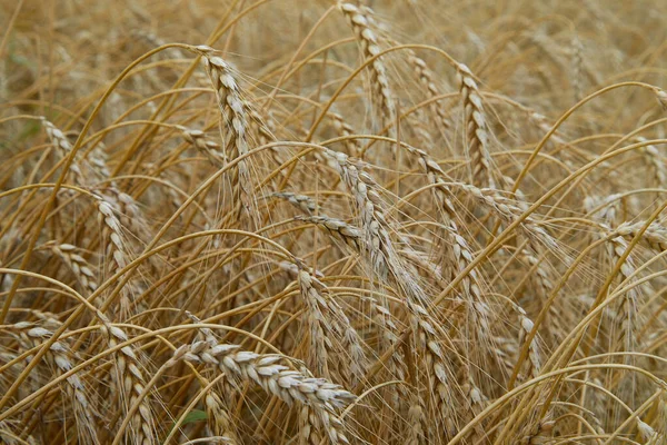 有成熟大麦穗的夏田 可怕的庸俗 田里有金黄色尖峰的田园风光 普通大麦厂 — 图库照片