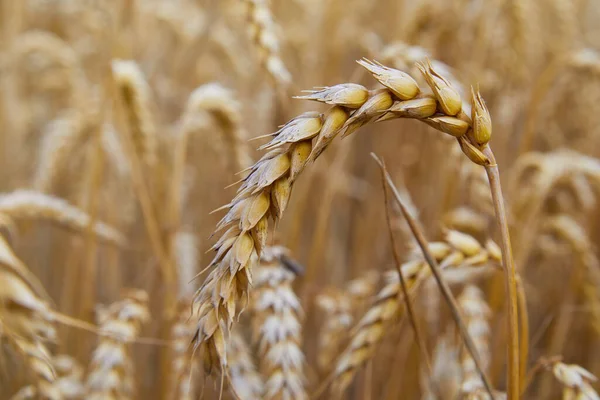 Wheat Field Ears Golden Wheat Close Beautiful Landscape Rural Scenery — Stock Photo, Image