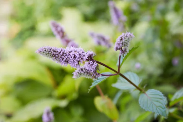 Verse Munt Bloeit Buiten Munt Bloemen Close — Stockfoto