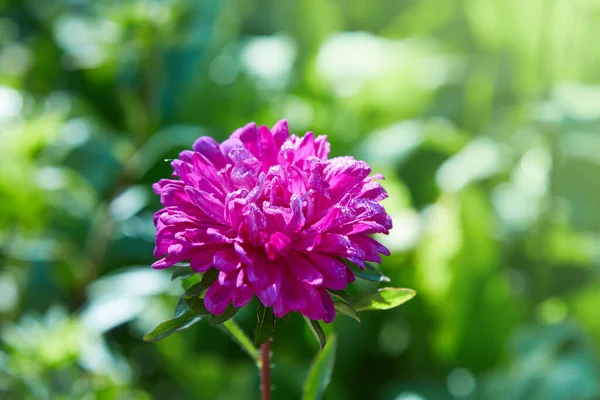 Çin 'in geleneksel paskalya çiçekleri (Callistephus chinensis) ve bahçede çiğ taneleri. 
