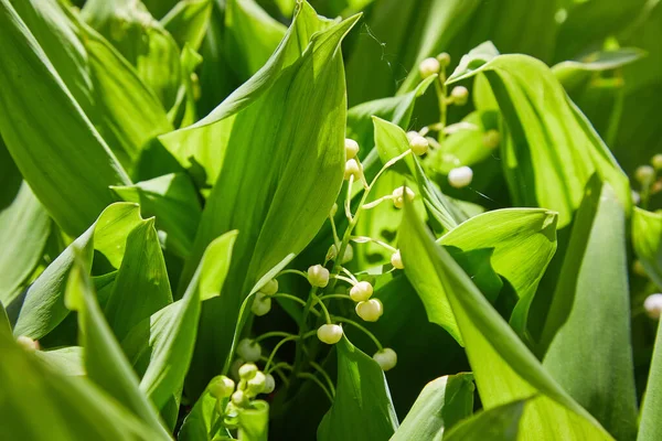 Κρίνος Της Κοιλάδας Convallaria Majalis Ανθίζει Στο Δάσος Άνοιξη Κοντινό — Φωτογραφία Αρχείου