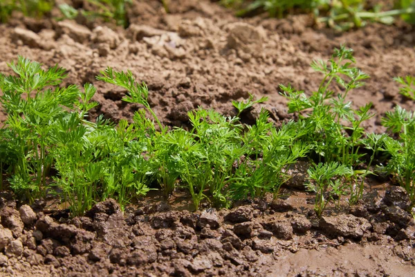 File Germogli Carota Verde Dof Poco Profondo Carote Sul Terreno — Foto Stock