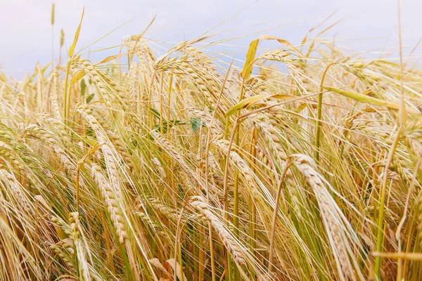 Summer Field Ripe Barley Ears Hordeum Vulgare Idyllic Rural Landscape — Stock Photo, Image