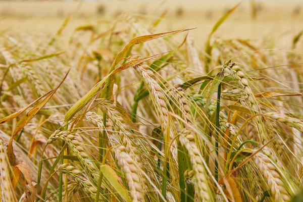 Summer Field Ripe Barley Ears Hordeum Vulgare Idyllic Rural Landscape — Stock Photo, Image