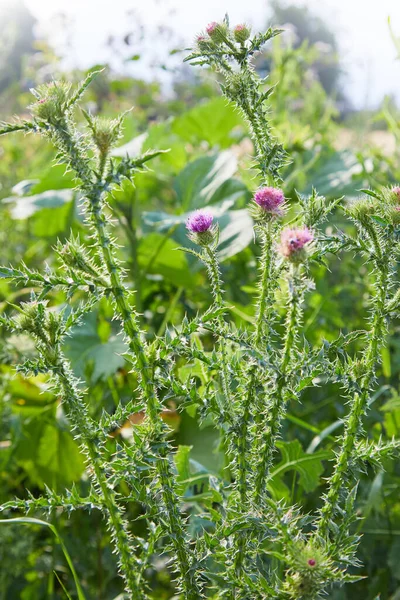 Cirsium Vulgare Spear Thistle Bull Thistle Common Thistle Short Lived — Stock Photo, Image