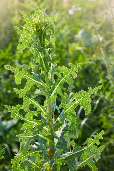 Prickly Lettuce Plant Lactuca Serriola Torn Also Called Compass Plant — Stock Photo, Image