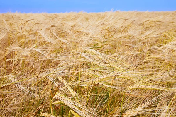 Summer Field Ripe Barley Ears Hordeum Vulgare Idyllic Rural Landscape — Stock Photo, Image