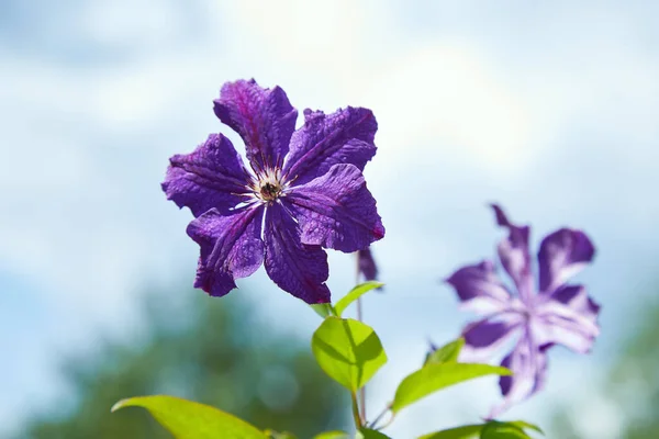 Piękna Wspinaczka Clematis Krzew Bzu Liliowego Kwiat Zbliżenie Klematis Winorośl — Zdjęcie stockowe