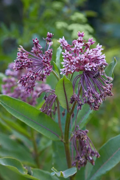 Moeras Milkweed Wildflower Asclepias Incarnata Asclepias Speciosa Close Van Vruchten — Stockfoto