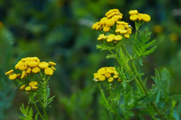 Yellow Tansy Flowers Tanacetum Vulgare Common Tansy Bitter Button Cow — Stock Photo, Image