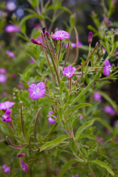 Pretty Pink Flower Great Willowherb Epilobium Hirsutum Stamens — Stock Photo, Image