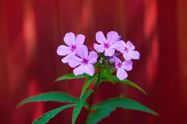Lila Blüten Phlox Paniculata Blühender Zweig Des Purpurphlox Garten — Stockfoto