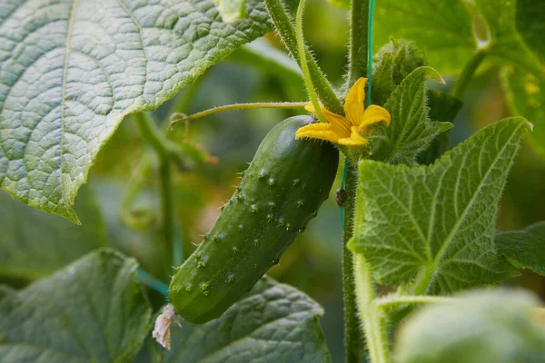 Young Plant Cucumber Blooming Cucumber Flowers Cultivation Cucumbers Fields Vegetables — Stock Photo, Image