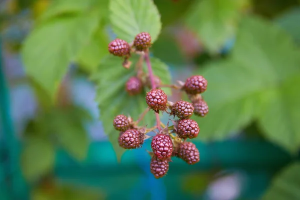 Ripening Blackberries Branch Delicious Black Berry Growing Bushes — Stock Photo, Image