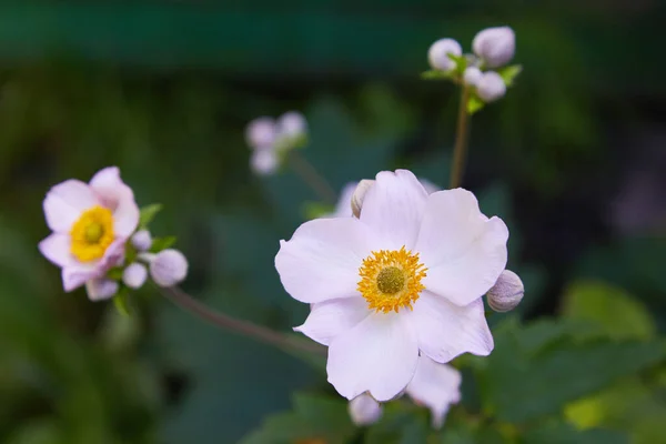 イソギンチャク スノードロップアネモネ 植物園の白い花 — ストック写真