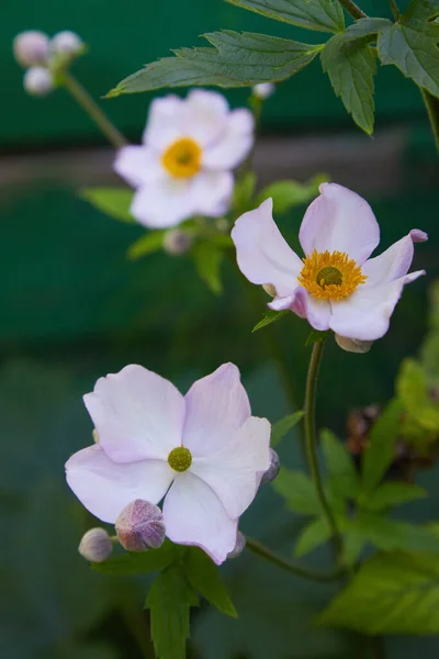 イソギンチャク スノードロップアネモネ 植物園の白い花 — ストック写真