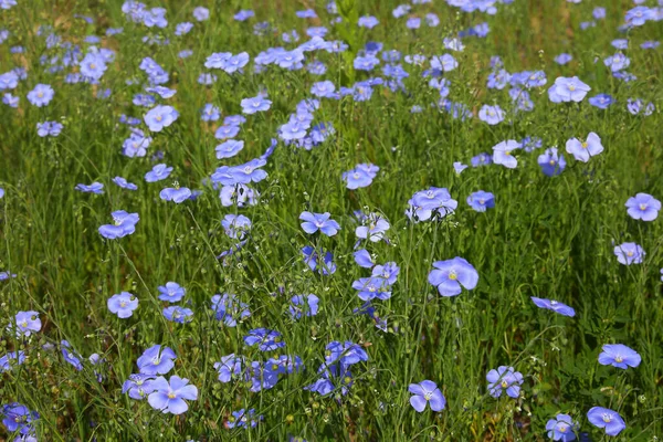 Hermosas Flores Lino Azul Flores Lino Enfoque Selectivo Cerca Agricultura — Foto de Stock