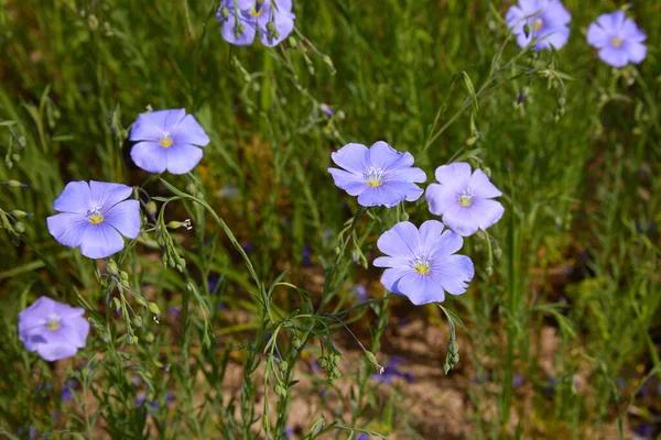 Hermosas Flores Lino Azul Flores Lino Enfoque Selectivo Cerca Agricultura —  Fotos de Stock