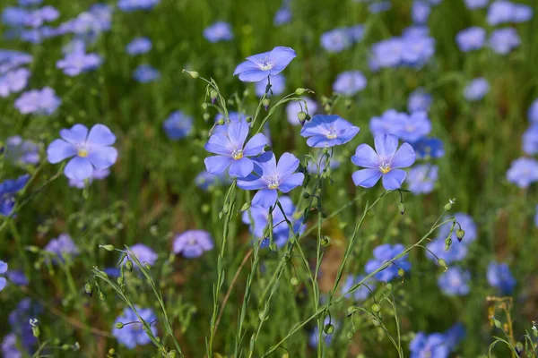 Piękne Niebieskie Kwiaty Lnu Kwitnie Len Skupienie Selektywne Zbliżenie Rolnictwo — Zdjęcie stockowe