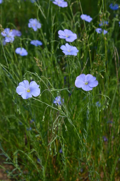 Hermosas Flores Lino Azul Flores Lino Enfoque Selectivo Cerca Agricultura — Foto de Stock