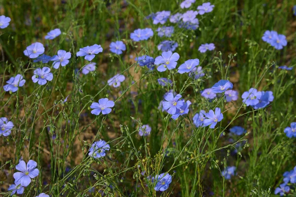 Piękne Niebieskie Kwiaty Lnu Kwitnie Len Skupienie Selektywne Zbliżenie Rolnictwo — Zdjęcie stockowe
