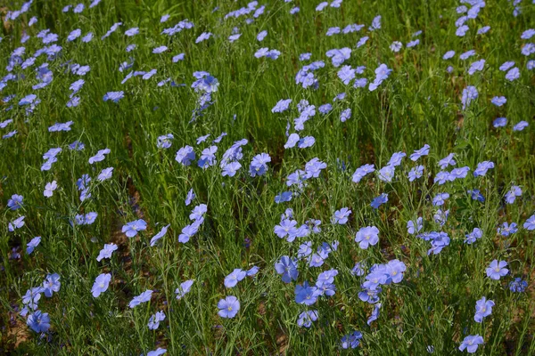 Hermosas Flores Lino Azul Flores Lino Enfoque Selectivo Cerca Agricultura — Foto de Stock