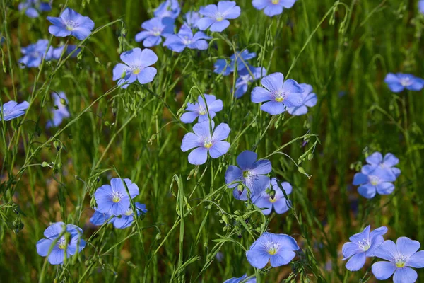 Hermosas Flores Lino Azul Flores Lino Enfoque Selectivo Cerca Agricultura — Foto de Stock