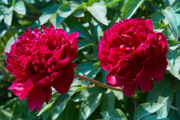 庭のブルゴーニュ牡丹 ブルゴーニュ牡丹の開花 美しいブルゴーニュ牡丹の花の閉鎖 — ストック写真