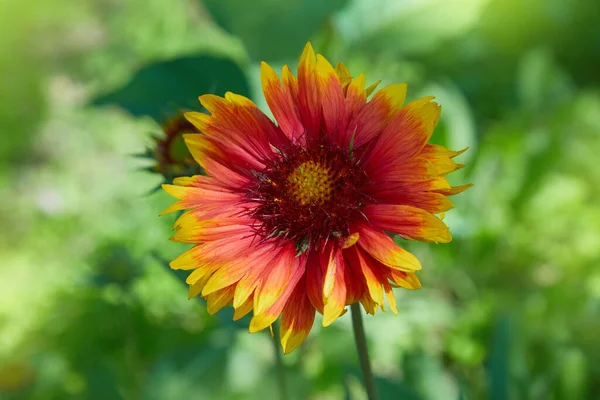 Gaillardia Aristata Ковдра Квітка Квітка Родині Соняшників Лузі Цвіте Індійська — стокове фото