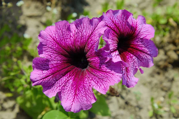 粉红Petunia 大紫色的豌豆花 Petunia Grandiflora Daddy Petunia 花园里有许多美丽的花 — 图库照片