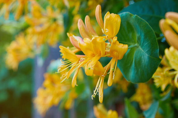 Blooming yellow honeysuckle Bush.  Flowering white-yellow Honeysuckle(Woodbine). Lonicera japonica, known as Japanese honeysuckle and golden-and-silver honeysuckle