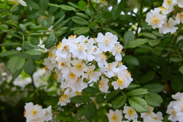 Rosa Sempervirens Mawar Evergreen Bunga Putih Yang Indah Dari Semak — Stok Foto