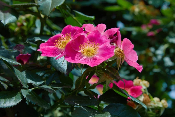 自然の中で成長する鮮やかなピンク色の犬バラ Rosa Canina の花ヒップショップ ピンクのバラの腰 開花ブリアー — ストック写真