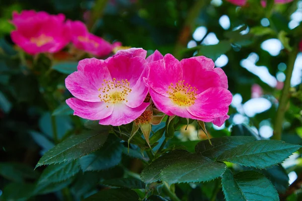 自然の中で成長する鮮やかなピンク色の犬バラ Rosa Canina の花ヒップショップ ピンクのバラの腰 開花ブリアー — ストック写真