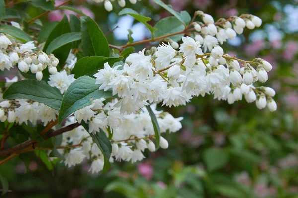 Deutzia crenata çiçekleri (Japon kar çiçeği / Slender Deutzia). Fuzzy Deutzia ve Deutzia Scabra çiçeklendi 