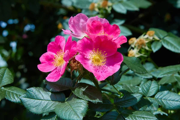 自然の中で成長する鮮やかなピンク色の犬バラ Rosa Canina の花ヒップショップ ピンクのバラの腰 開花ブリアー — ストック写真