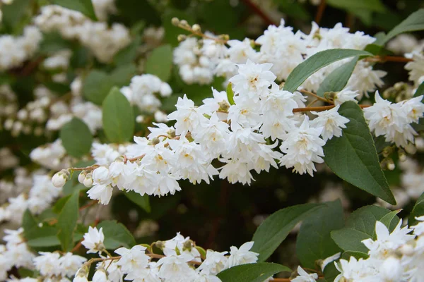 Flor Neve Japonesa Flor Neve Japonesa Slender Deutzia Fuzzy Deutzia — Fotografia de Stock