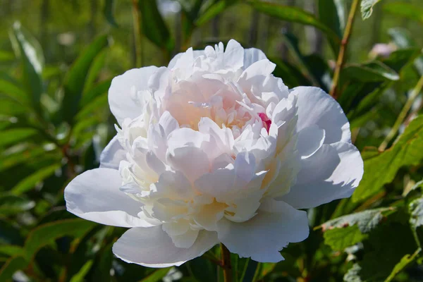 Peoni Putih Kebun Foto Makro Peony Putih Pendekatan Peoni Putih — Stok Foto