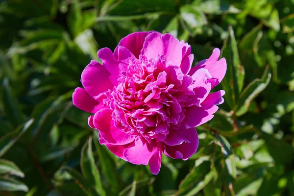 庭の鮮やかなピンクやマゼンタの牡丹 ダークピンクの牡丹マクロ写真 庭でマゼンタの牡丹の閉鎖 選択的フォーカス フィールドの浅い深さ — ストック写真