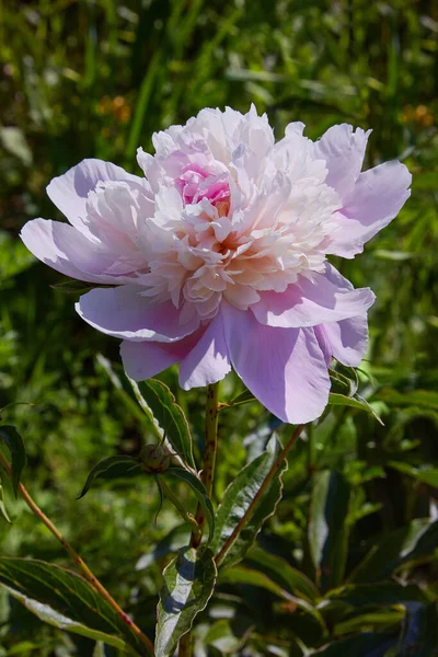 Rosa Pfingstrosen Garten Pinkfarbenes Pfingstrosen Makrofoto Großaufnahme Von Rosa Pfingstrosen — Stockfoto