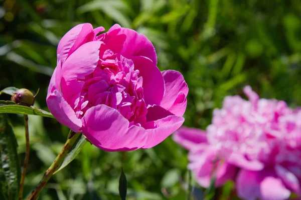 庭の鮮やかなピンクやマゼンタの牡丹 ダークピンクの牡丹マクロ写真 庭でマゼンタの牡丹の閉鎖 選択的フォーカス フィールドの浅い深さ — ストック写真