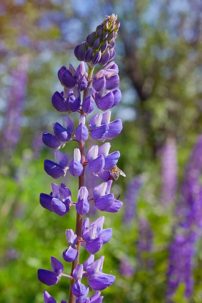 Lupino Violeta Lupinus Lupin Flor Floreciendo Prado Lupins Plena Floración — Foto de Stock