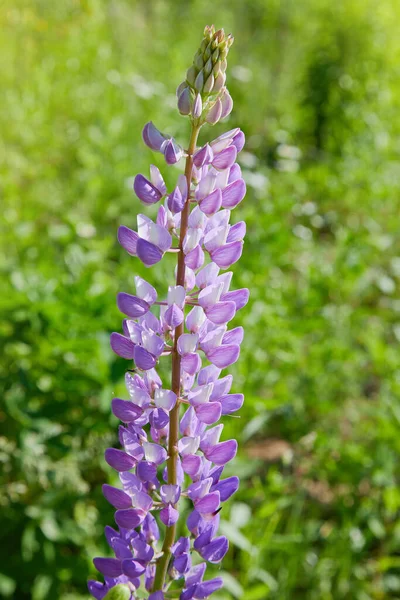 Fiore Lupino Viola Lupinus Lupino Fioritura Nel Prato Lupini Piena — Foto Stock