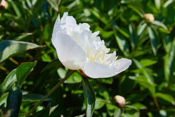 Peoni Putih Kebun Foto Makro Peony Putih Pendekatan Peoni Putih — Stok Foto