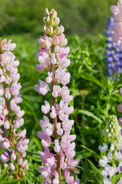 粉红羽扇豆 Lupinus Lupin 在草地上盛开 红豆杉盛开 — 图库照片