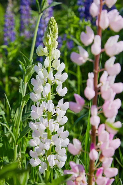 在草地上 白色的羽扇豆 Lupinus Lupin 红豆杉盛开 — 图库照片