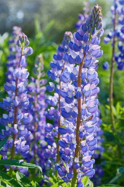 Niebieski Łubin Lupinus Łubin Kwiat Kwitnący Łące Lupiny Pełnym Rozkwicie — Zdjęcie stockowe