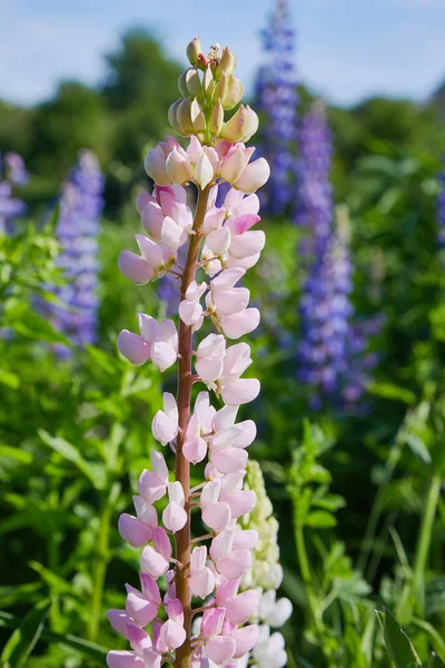 Ροζ Λούπινο Lupinus Λούπινος Λουλούδι Ανθίζει Στο Λιβάδι Λουπίνια Πλήρη — Φωτογραφία Αρχείου