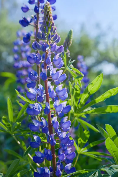 Niebieski Łubin Lupinus Łubin Kwiat Kwitnący Łące Lupiny Pełnym Rozkwicie — Zdjęcie stockowe