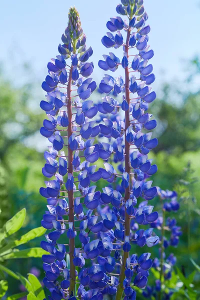 Lupino Azul Lupinus Lupin Flor Floreciendo Prado Lupins Plena Floración — Foto de Stock